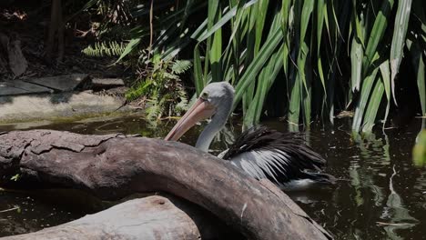 pelican swimming gracefully in dark pond with natural green surroundings