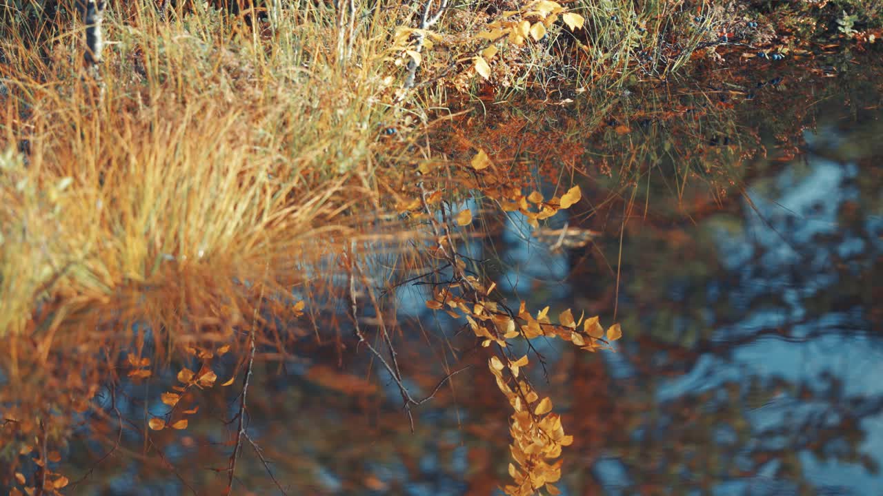 la hierba amarilla marchitada y las pequeñas plantas coloridas se reflejan en la superficie espejo del lago en la tundra de otoño.