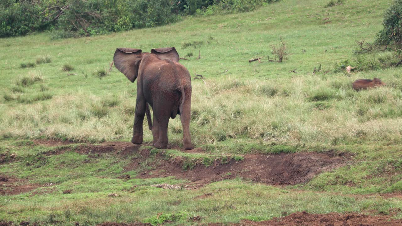 vista posterior de un elefante africano caminando por las praderas con jabalíes corriendo
