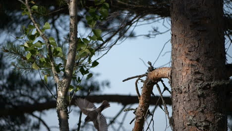 Motacilla-alba,-White-wagtail,-taking-off-from-pine-tree-branch-against-blue-sky