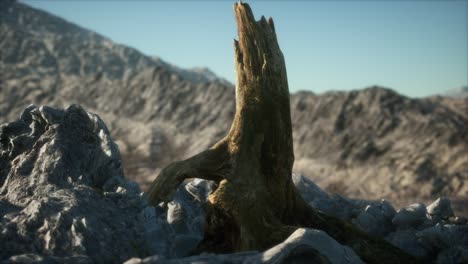 dead pine tree at granite rock at sunset