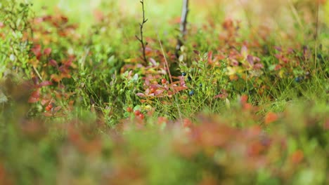 colorful undergrowth in norwegian tundra. bokeh, parallax