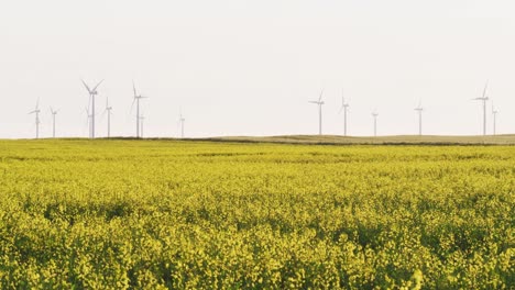 Gesamtansicht-Von-Windkraftanlagen-In-Ländlicher-Landschaft-Mit-Gelben-Blumen-Und-Wolkenlosem-Himmel