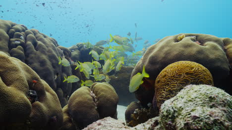 escuela de pargo en un arrecife de coral duro del caribe