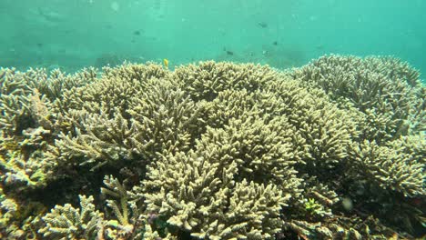 underwater shot over a shallow tropical reef in komodo national park, indonesia