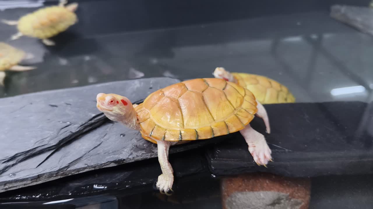 Yellow Baby Turtles in Aquarium