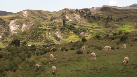 group of cute alpacas and sheeps in the mountains of peruvian andes