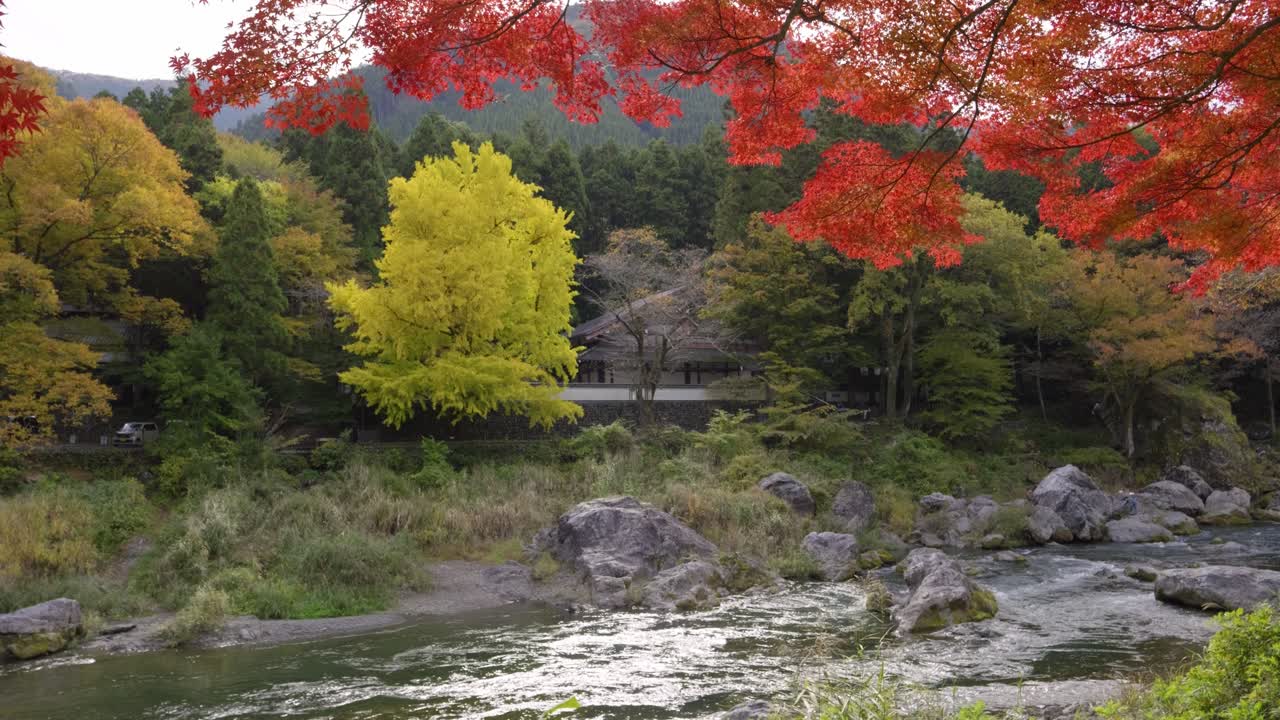 Fall colors at Mitake Gorge in Tokyo Japan, slow motion tilt up shot