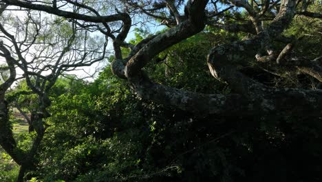 Geoffroy's-Spider-Monkey