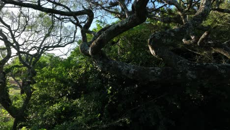 Geoffroy's Spider Monkey