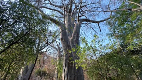 Tilt up view of a large baobab tree during the dry season on Nankoma Island in Lake Malawi. Malawi.