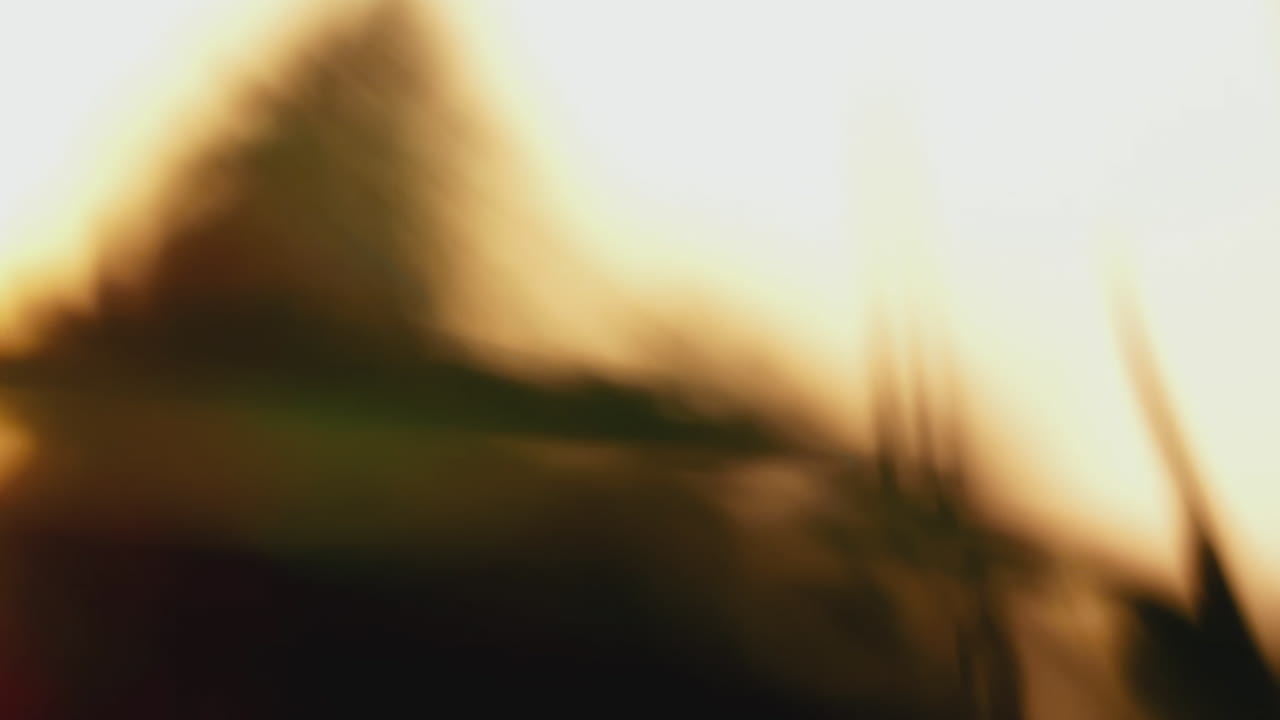 cabeza de semilla de diente de león a la luz del sol