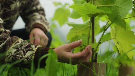 disparo medio del agricultor examinando las uvas en la vid en el huerto