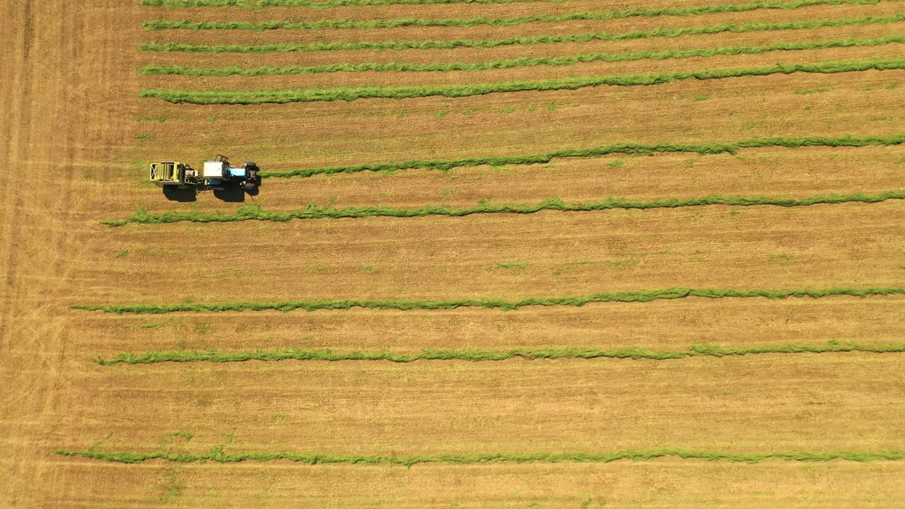 Top view of green grass in lines on the field and tractor works. Agricultural machinery gathering grass for livestock outdoors in summer. Drone view. Camera moves top down.