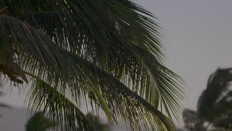 close up shot of palm trees in hawaii, swaying in the breeze, rack focus to see more distant palm trees