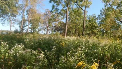 caminar a través de la naturaleza a lo largo del lago