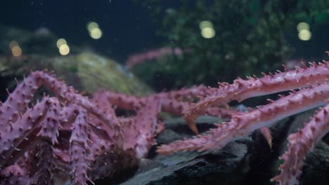 CLOSE-UP-King-crab-moving-sideways-in-seafood-tank-on-display