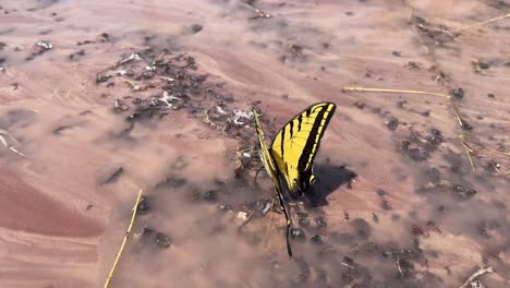 una mariposa posando en un estanque de agua