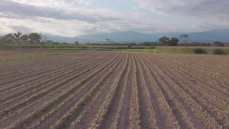 drone, take aerial of a dry crop, plowed land.