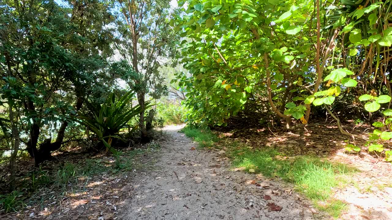 Camera moves forward on a shaded forest path, lush tropical greenery, bright natural daylight