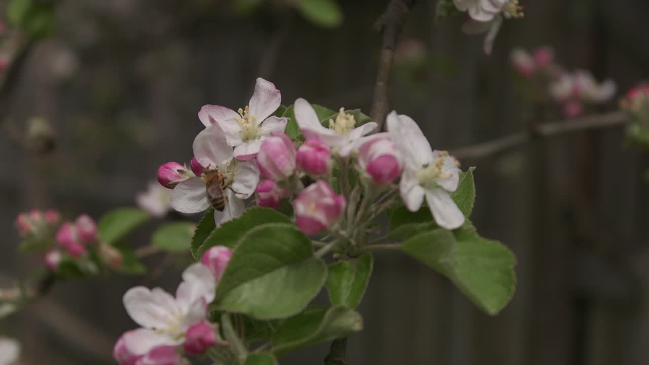 A bee pollinating an apple tree in spring