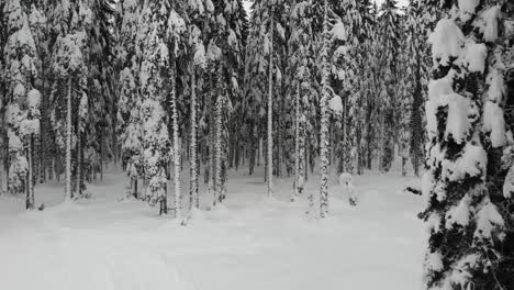 Snow-covered-forest,-top-down-aerial-view-3