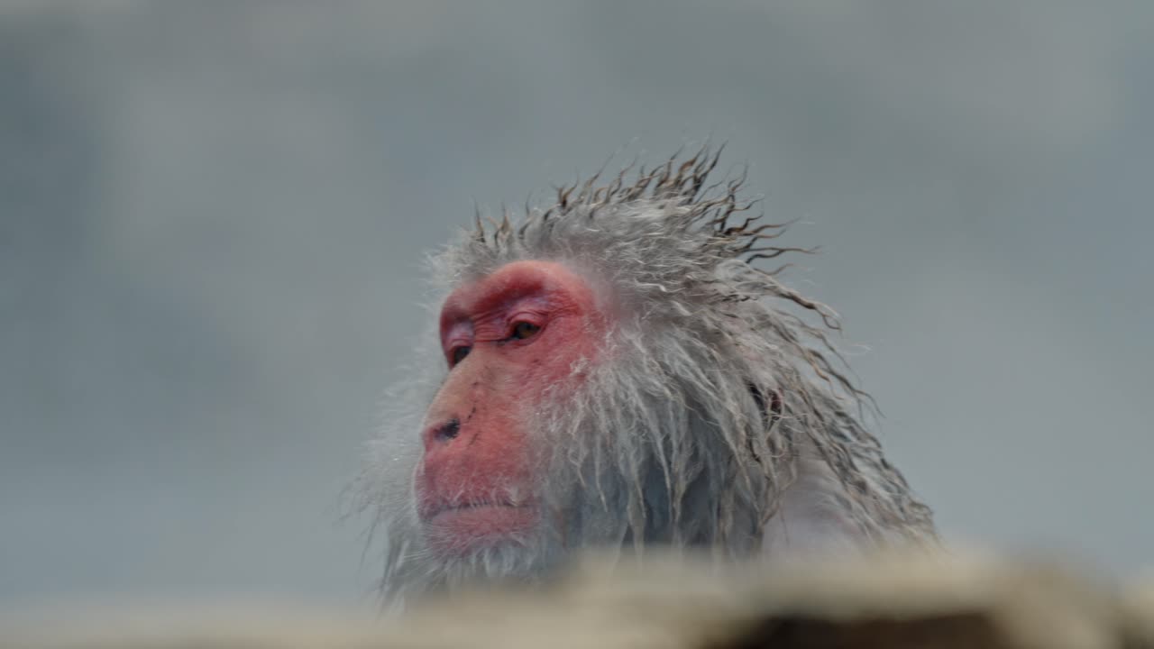 A Japanese snow monkey enjoys the warmth of a steaming onsen in Jigokudani, Yamanouchi, Japan.