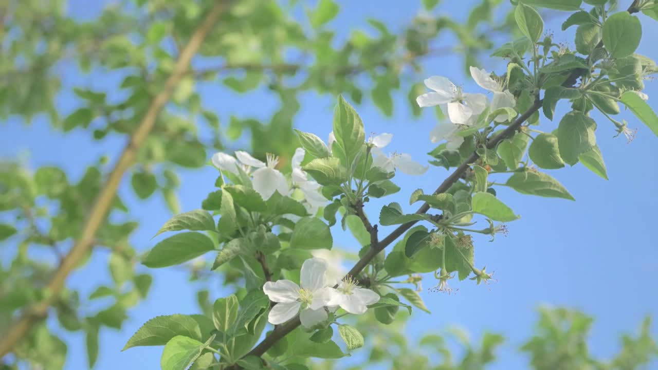 Beautiful Spring Flowers and Pictures