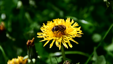 Abeja-Recogiendo-Polen-De-Flor-Amarilla