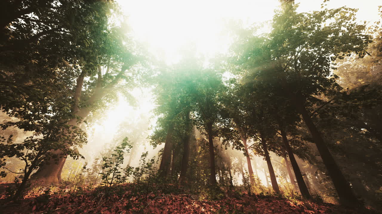 안개 숲 을 가로질러 흐르는 빛