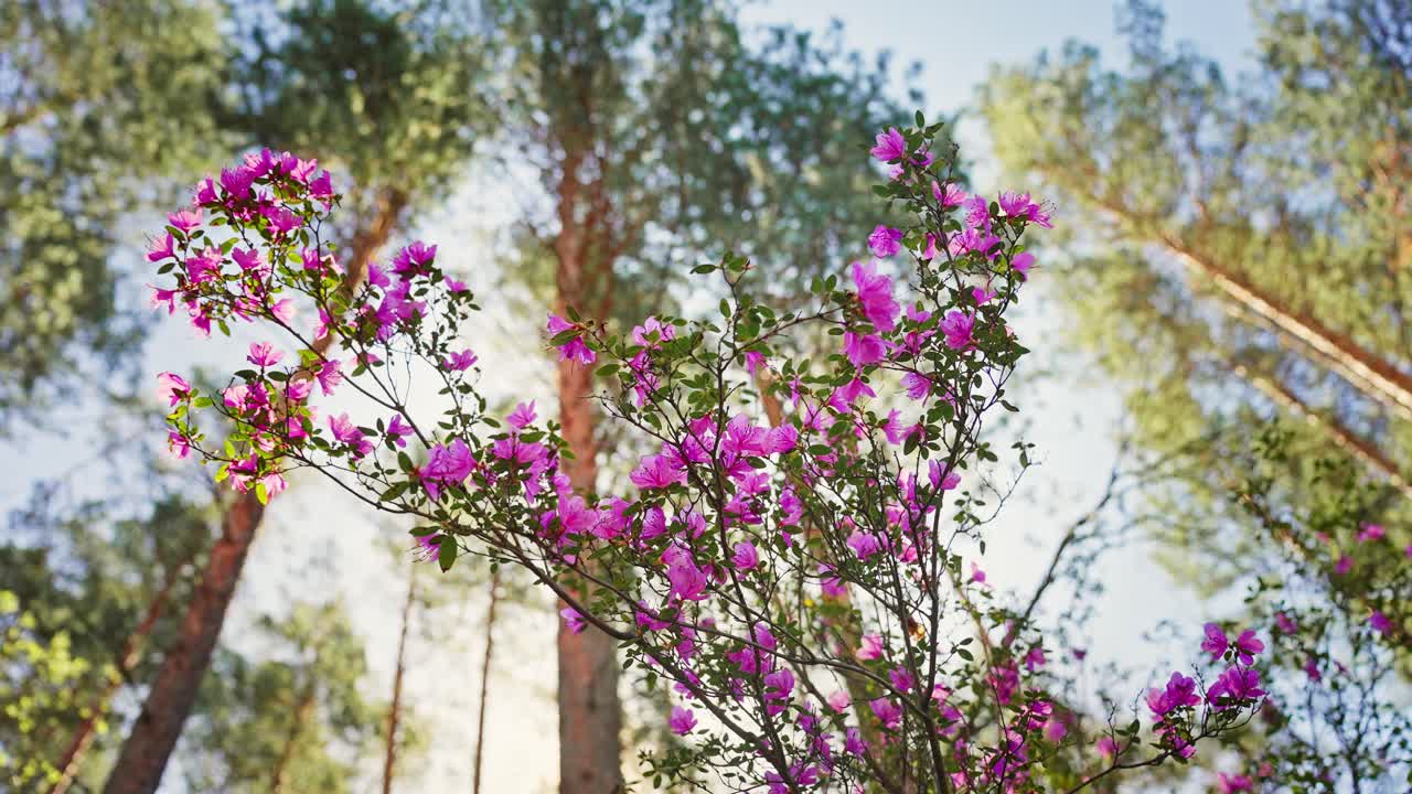 Pink Azaleas Blooming in a Pine Forest