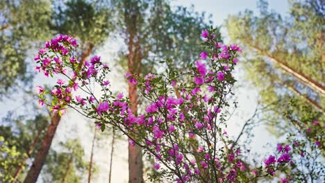 pink azaleas blooming in a pine forest