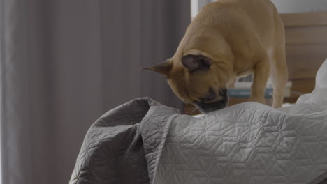 a small french bulldog playing in a cozy armchair-filled room, playfully pawing and scratching the hotel bedspread with its front paw