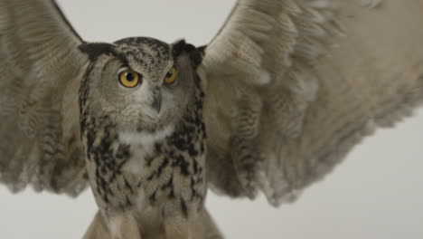 eagle owl extending wings on white background