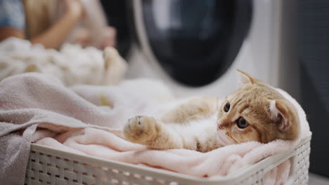 portrait of a ginger kitten in a laundry basket, in the background a woman sorts out laundry for washing