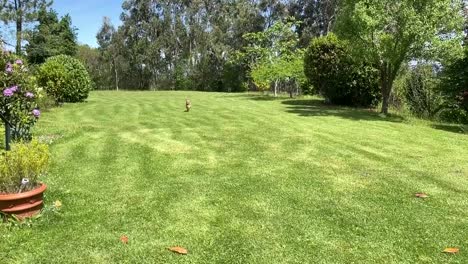 Perro-Corriendo-Y-Jugando-Con-Pelota-En-Cámara-Lenta