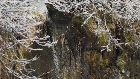 Der-Kleine-Bach-Fällt-Von-Der-Steinmauer,-Und-Verkrümmte-Büsche,-Moos-Und-Gras,-Die-Mit-Schnee-Bedeckt-Sind,-Klammern-Sich-An-Den-Hang