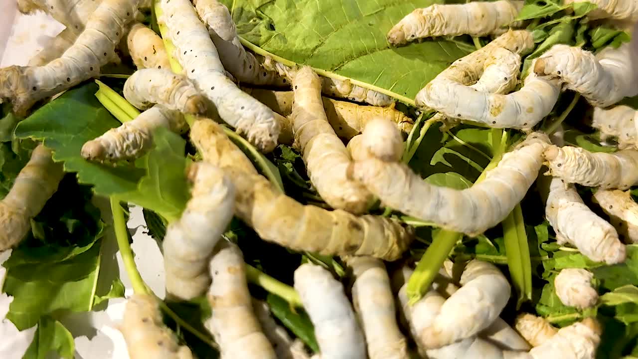 Close-up view of silkworms actively moving over vibrant green mulberry leaves.