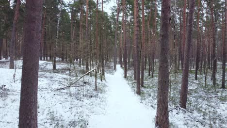 cold winter day in forest with bare trees