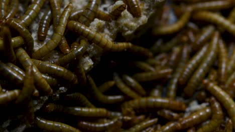 the mealworm is a species of darkling beetle used to feed pets like fish, snakes, birds, and frogs