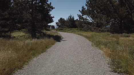 slow motion shot of a beautiful trail surrounded by trees and tall grasses