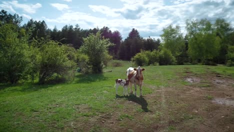 Two-cows-grazing-at-mountain