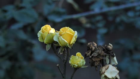 yellow roses on bright and blurry background