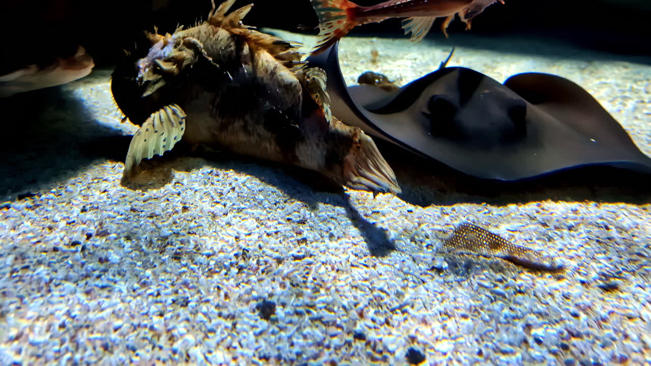 Stingray fish and scorpionfish on the sandy bottom of an aquarium, up-close