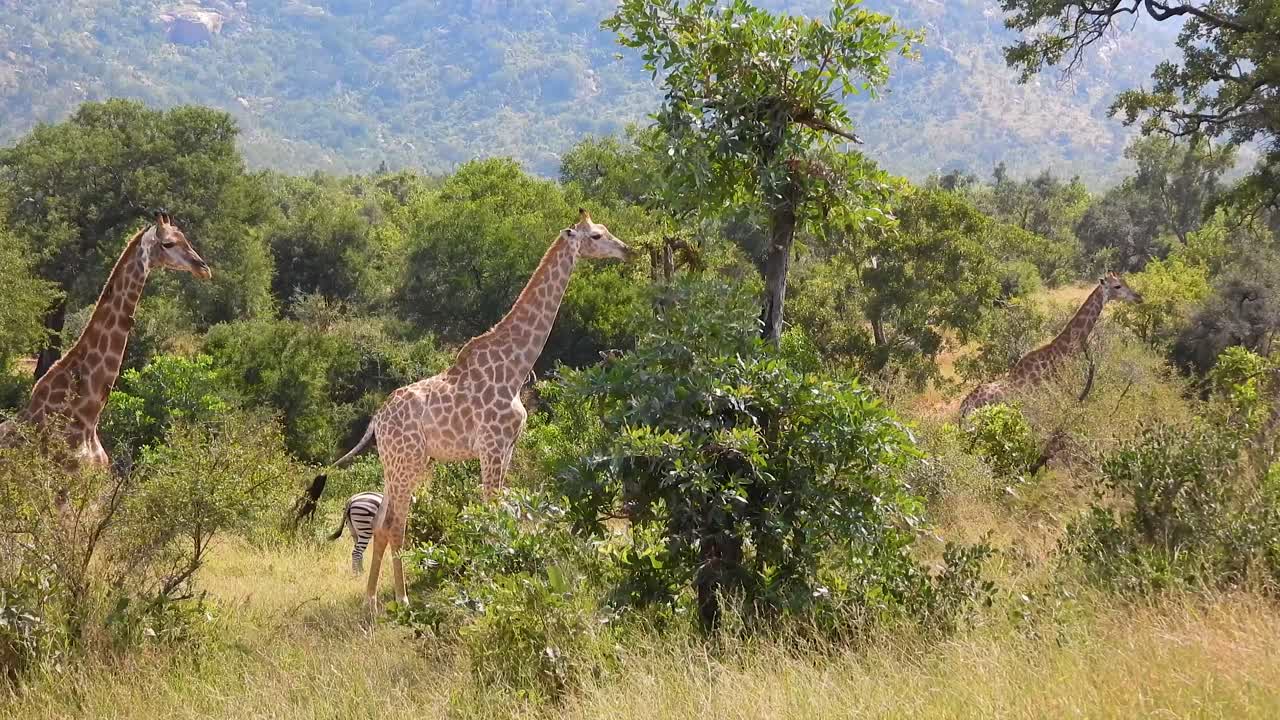 la manada de jirafas sudafricanas se alimenta de arbustos en la sabana en el parque nacional kruger