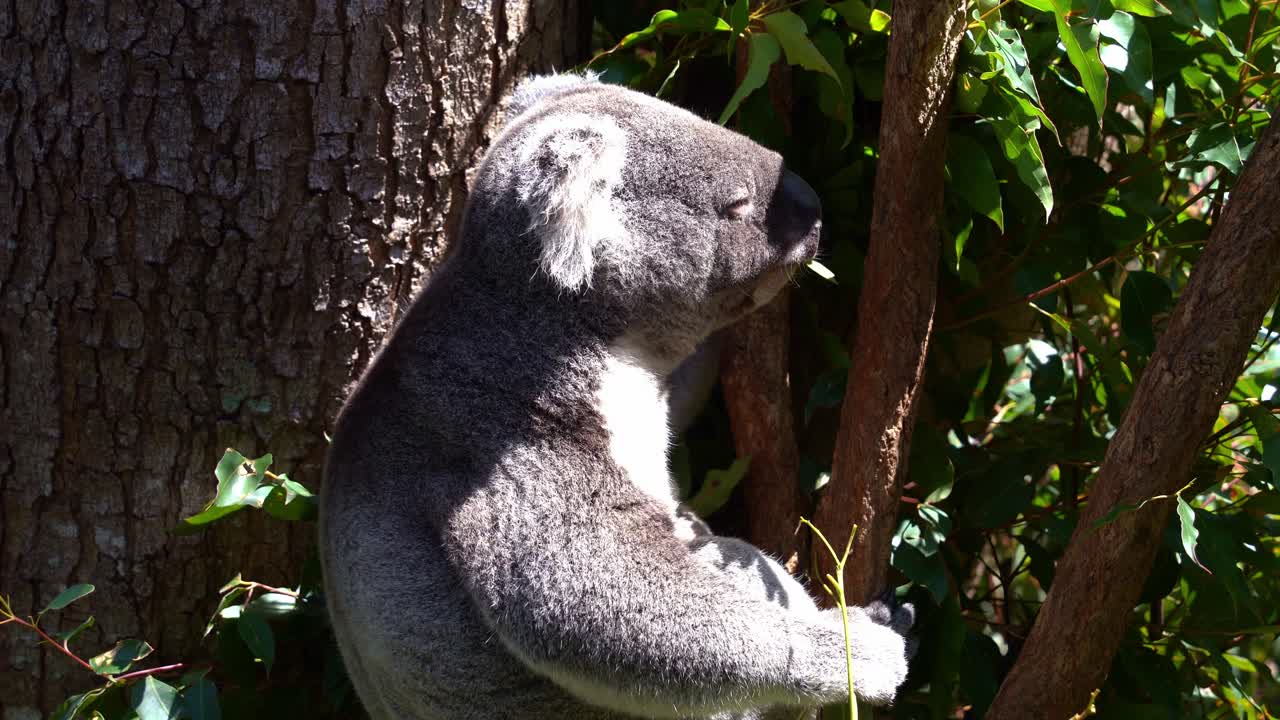 foto de cerca de un lindo koala, phascolarctos cinereus visto colgado en el árbol, comiendo hojas de eucalipto bajo la luz del sol con los ojos cerrados en un santuario de vida silvestre, especie animal nativa de australia