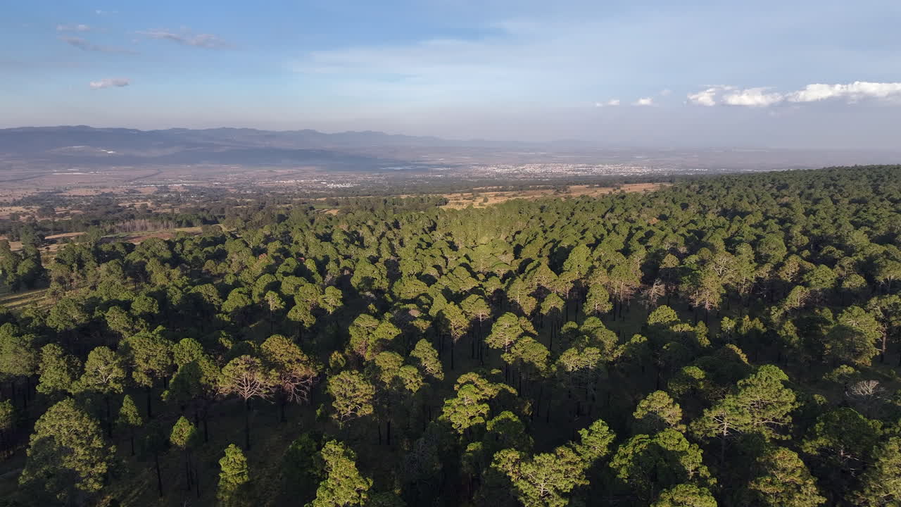A lush green pine forest near tlaxcala, mexico, under a clear sky, aerial view