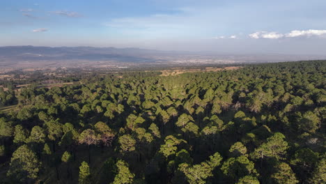 a lush green pine forest near tlaxcala, mexico, under a clear sky, aerial view