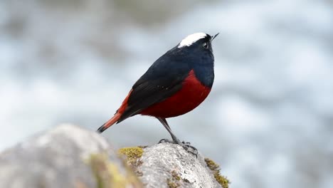 el colirrojo de cabeza blanca es conocido por su hermosa corona blanca, alas de color azul oscuro negruzco y marrón debajo de las plumas y su cola comienza con rojo