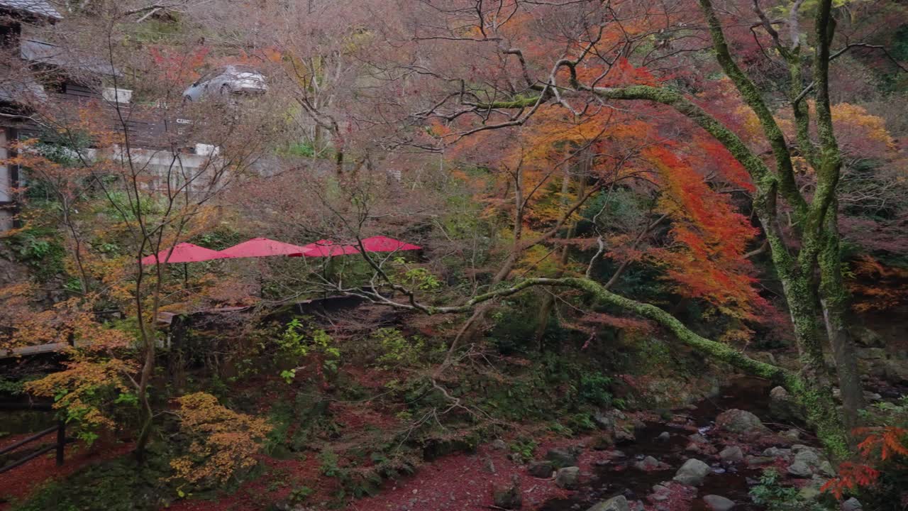 otoño en japón, arces a lo largo del río mossy en las cataratas de minoh, osaka 4k